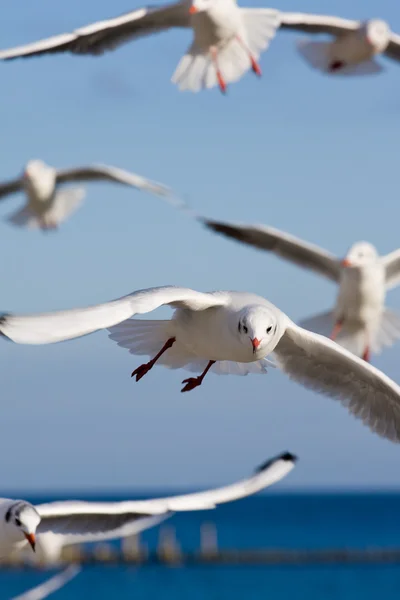 Seagulls at pier — Stock Photo, Image