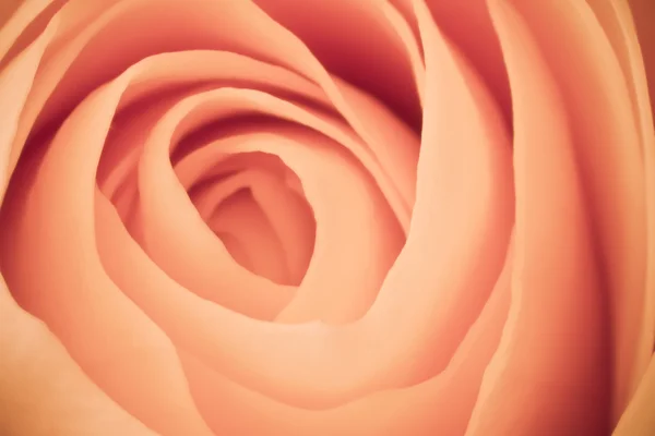 stock image Orange rose macro