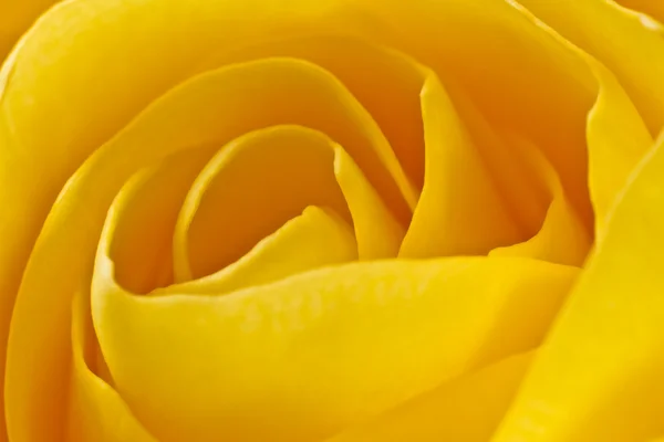 Macro rosa amarilla — Foto de Stock