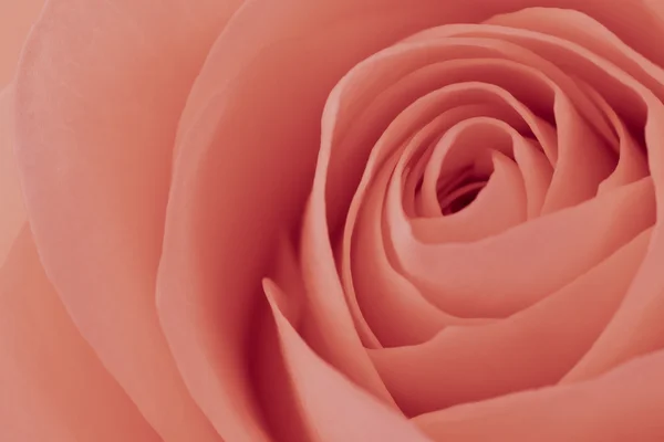 Roze roos macro — Stockfoto