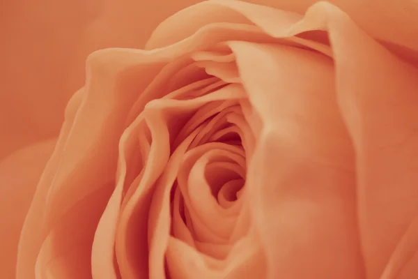 stock image Orange rose macro