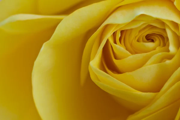 黄色いバラ マクロ — ストック写真
