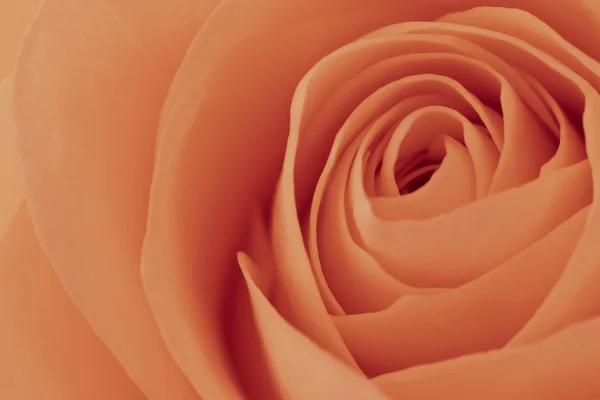 stock image Orange rose macro