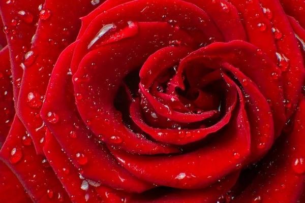 stock image Red rose