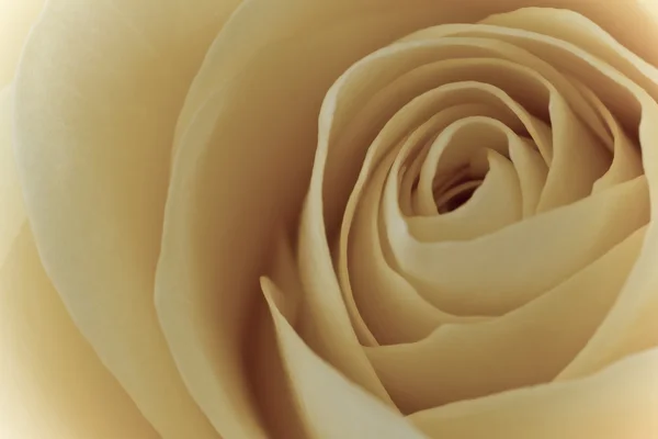 Bílá růže makro — Stock fotografie