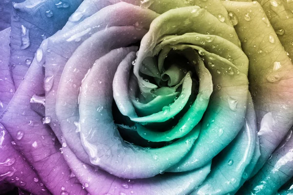 Vícebarevná růže — Stock fotografie