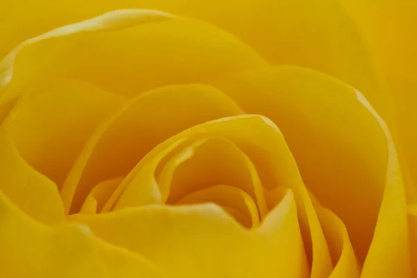 Žlutá růže makro — Stock fotografie