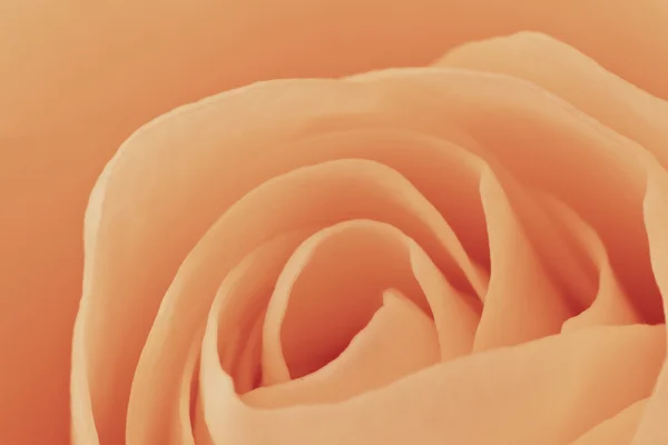 Narancssárga Rózsa makró — Stock Fotó