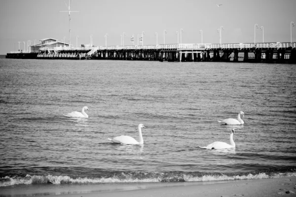 Birds at pier — Stock Photo, Image