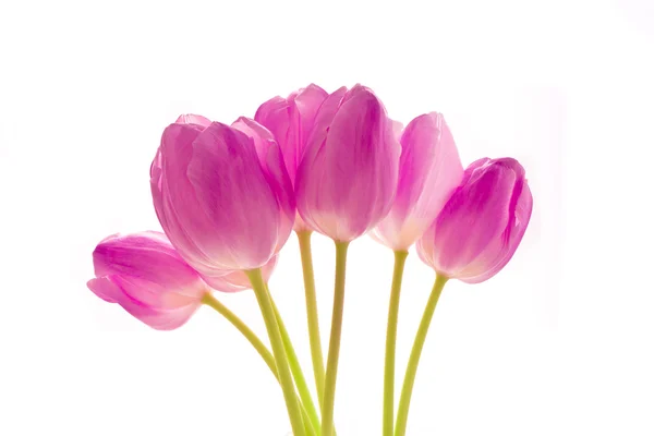 Mazzo di tulipani — Foto Stock