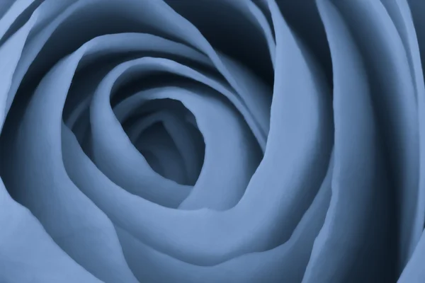 Stock image Blue rose macro