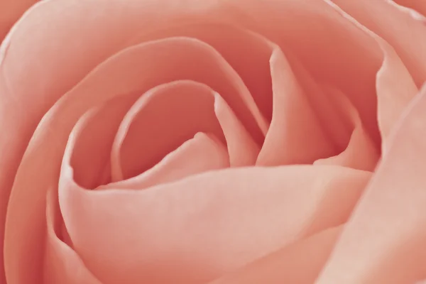 ピンクのバラ マクロ — 图库照片