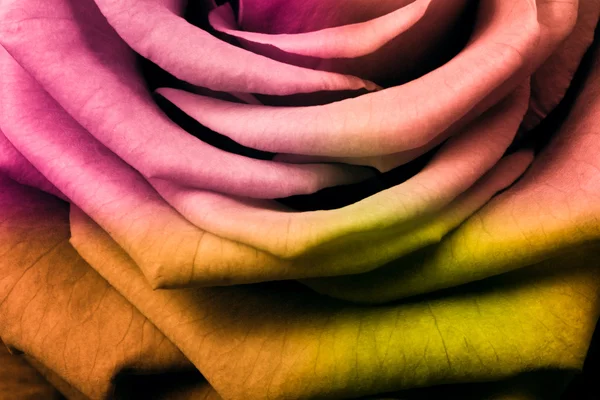 stock image Multicolor rose