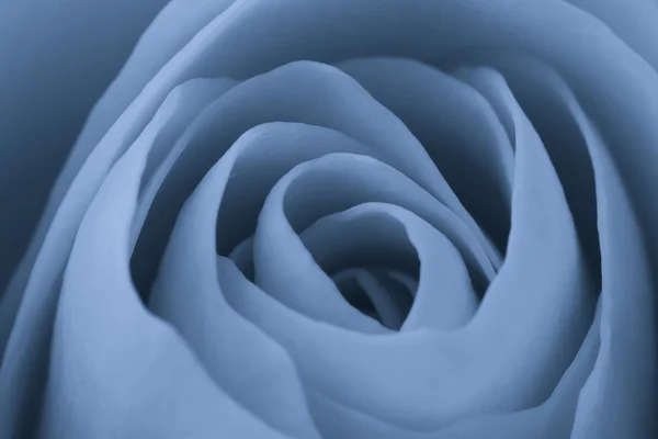 Blue rose macro — Stock Photo, Image