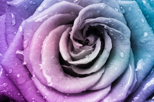 Multicolor rose — Stockfoto