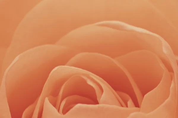 stock image Orange rose macro