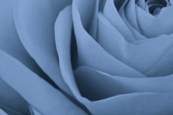Kék Rózsa makró — Stock Fotó
