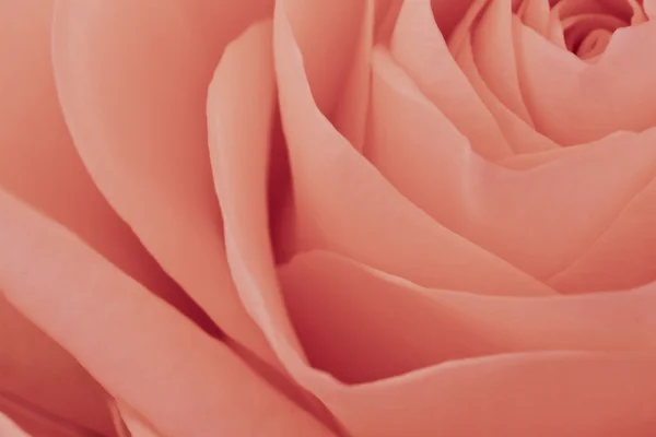 Macro rosa rosa — Foto Stock