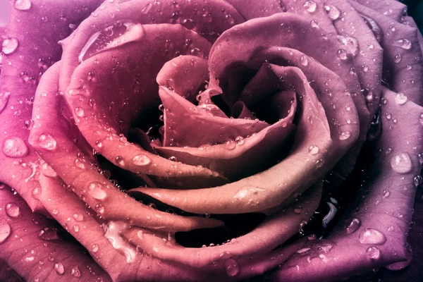 stock image Multicolor rose