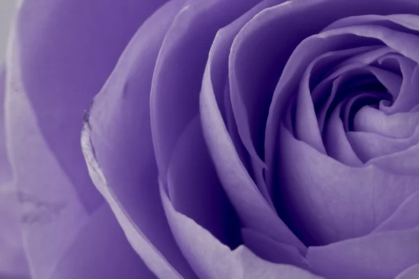 Rosa violeta macro —  Fotos de Stock