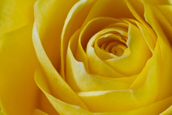 Žlutá růže makro — Stock fotografie