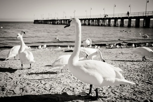 Birds at pier — Stock Photo, Image