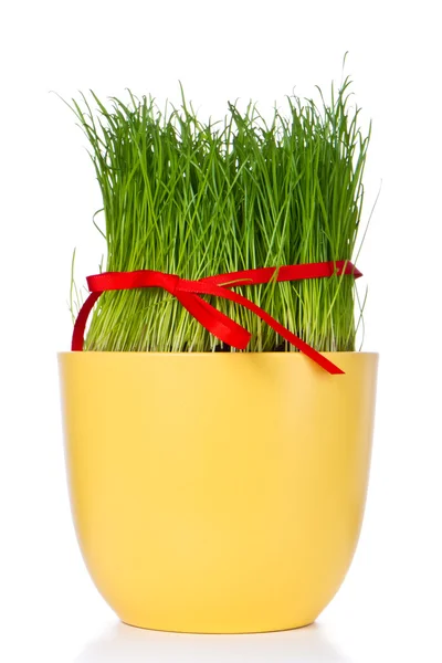 Easter grass — Stock Photo, Image
