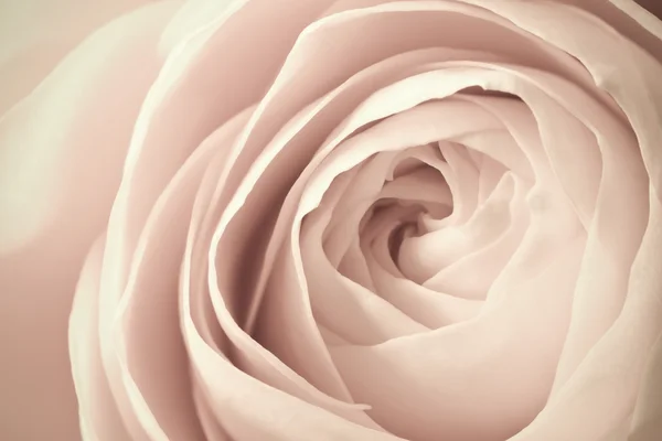 Bílá růže makro — Stock fotografie