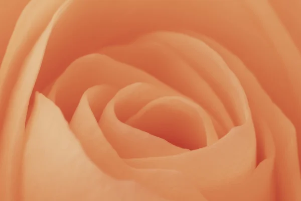 stock image Orange rose macro