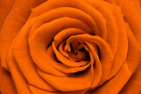 Oranssi ruusu — kuvapankkivalokuva