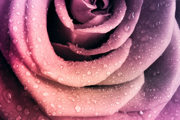 Multicolor róża — Zdjęcie stockowe