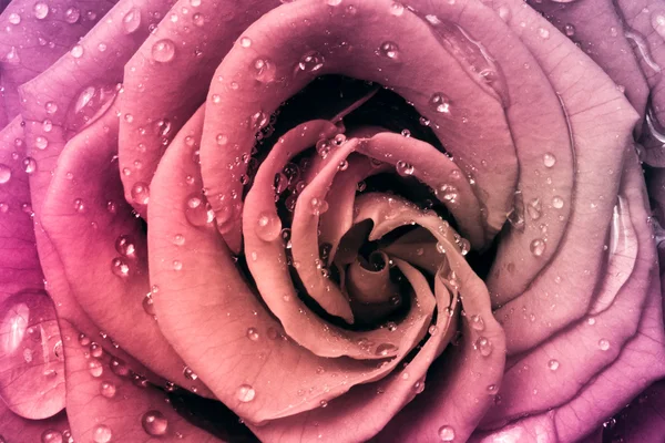 stock image Multicolor rose