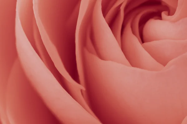Rózsaszín rózsa makró — Stock Fotó
