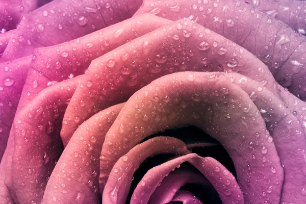 stock image Multicolor rose