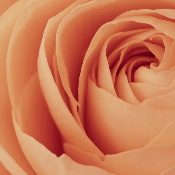 Oranžové růže makro — Stock fotografie