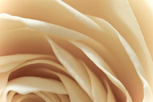 Λευκό τριαντάφυλλο μακροεντολή — Φωτογραφία Αρχείου
