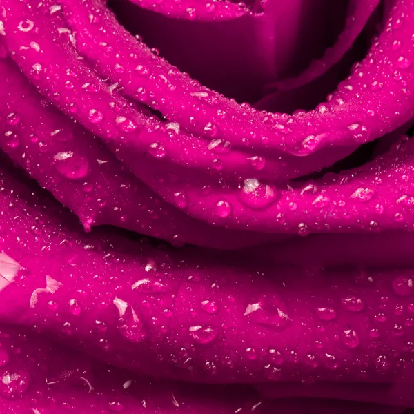 stock image Pink rose