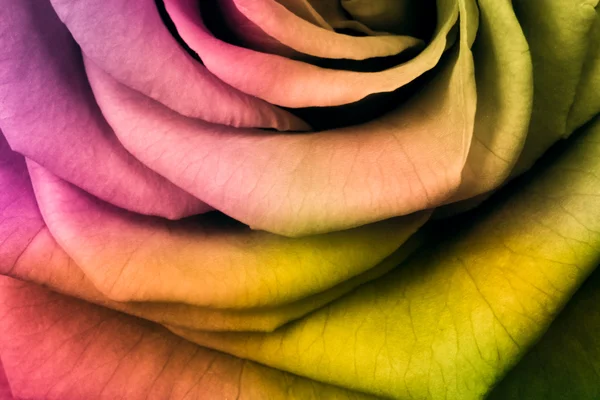 Rosa multicolore — Foto Stock