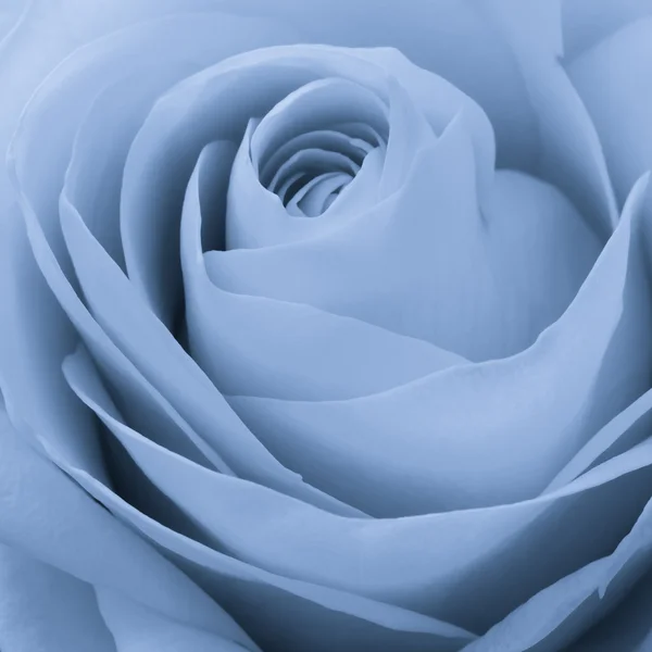 青いバラ マクロ — ストック写真