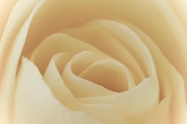 Biała Róża makro — Zdjęcie stockowe