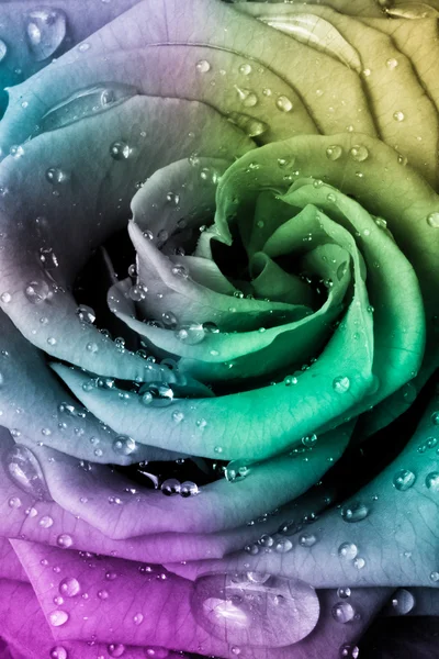 Багатобарвної Роуз — стокове фото