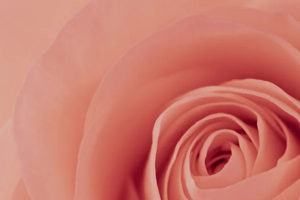 Rosa rosa macro — Foto de Stock