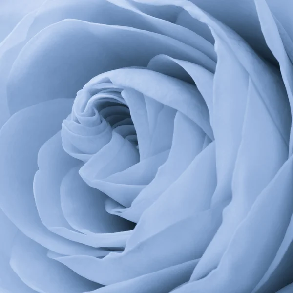 Блакитна троянда макросу — стокове фото