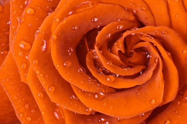 Rosa arancione — Foto Stock