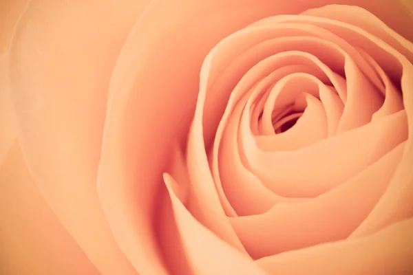 Stock image Orange rose macro