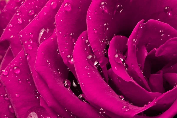 stock image Pink rose