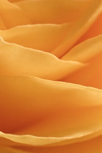 Orange Rose Makro — Stockfoto