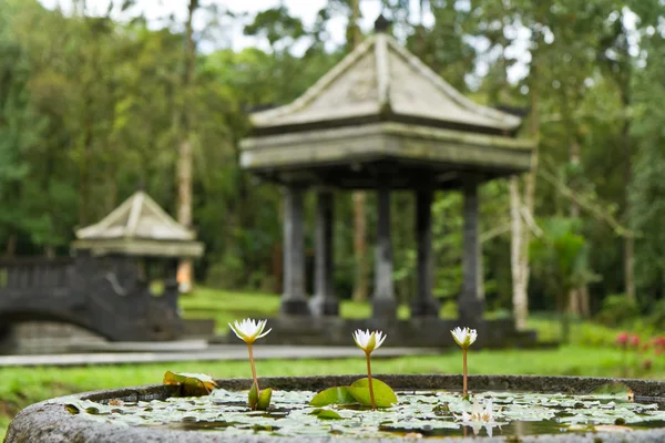 stock image Balinese botanical garden