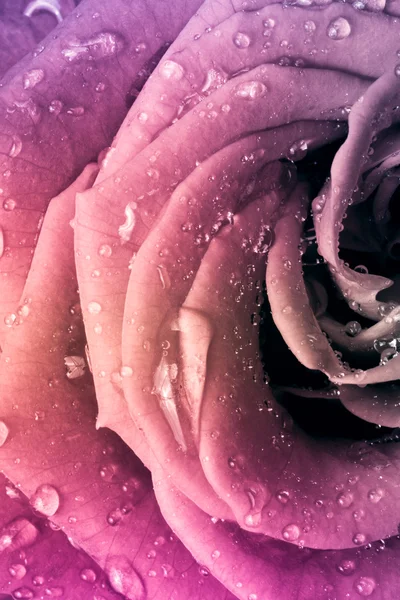 Багатобарвної Роуз — стокове фото