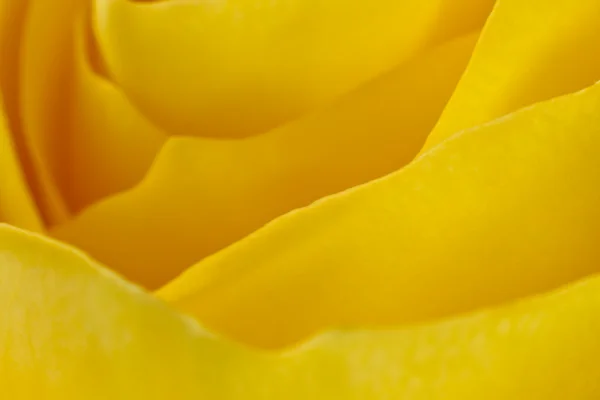 Macro rosa gialla — Foto Stock
